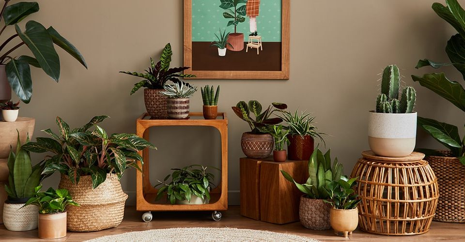 5 tipos de plantas para a decoração do seu apartamento